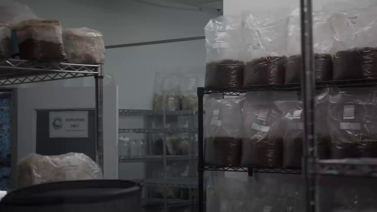 The Real Cost of Starting a Mushroom Farm