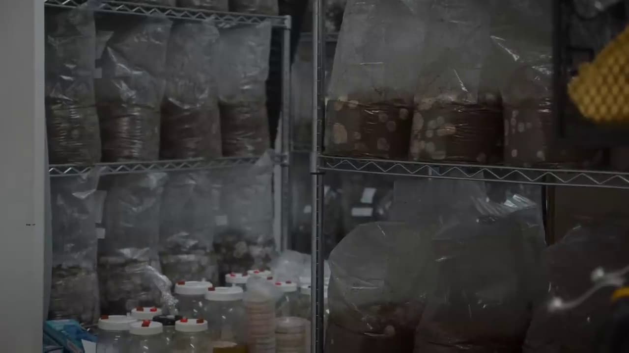 Beginner's First Grow Guide